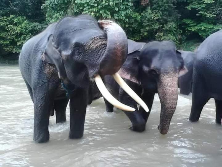 Eco Trekking Lodge, Bar & Jungle Tour'S Bukit Lawang Esterno foto