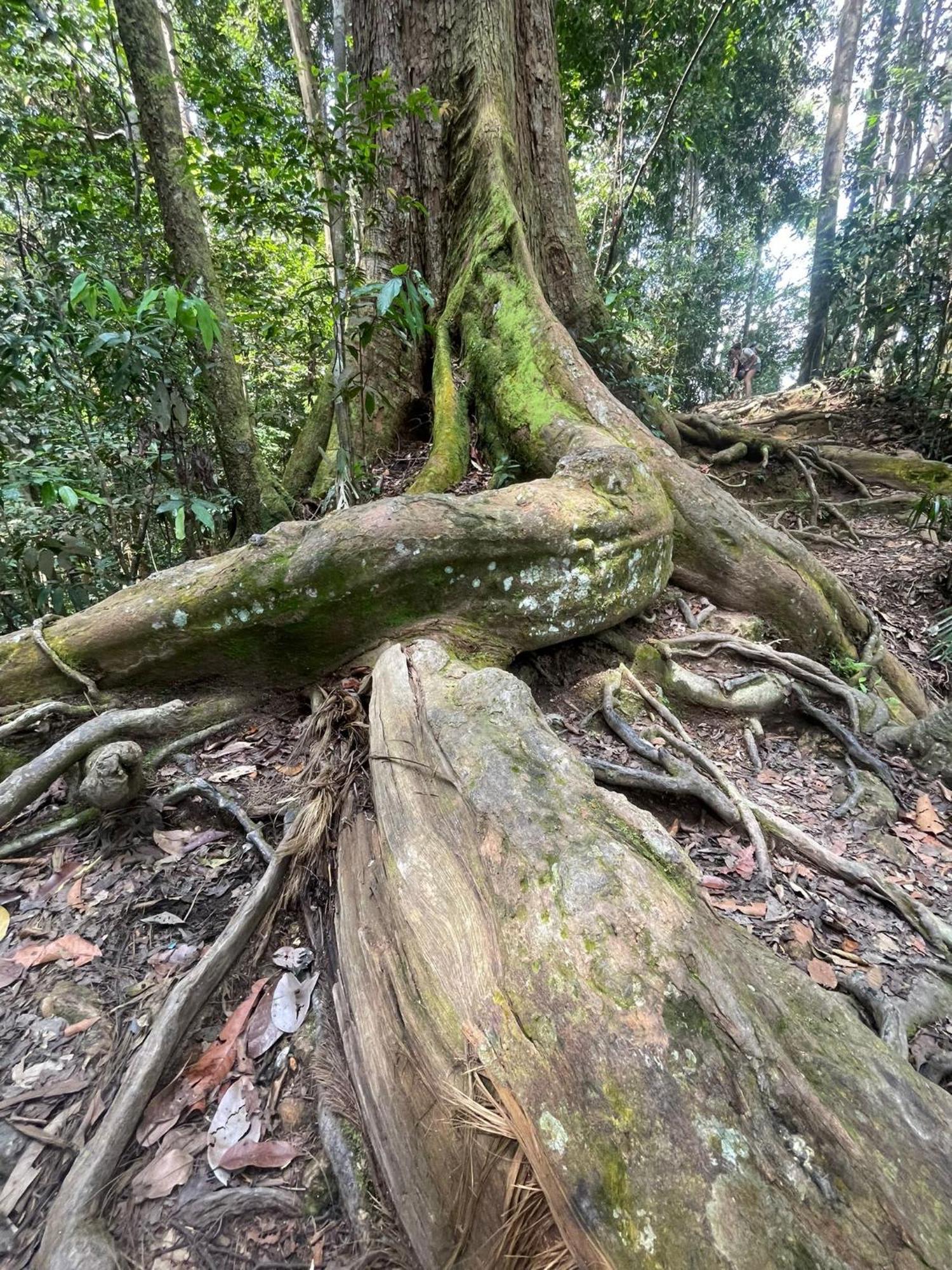 Eco Trekking Lodge, Bar & Jungle Tour'S Bukit Lawang Esterno foto