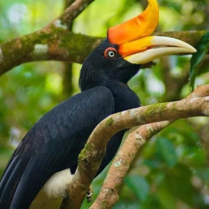 Eco Trekking Lodge, Bar & Jungle Tour'S Bukit Lawang Esterno foto