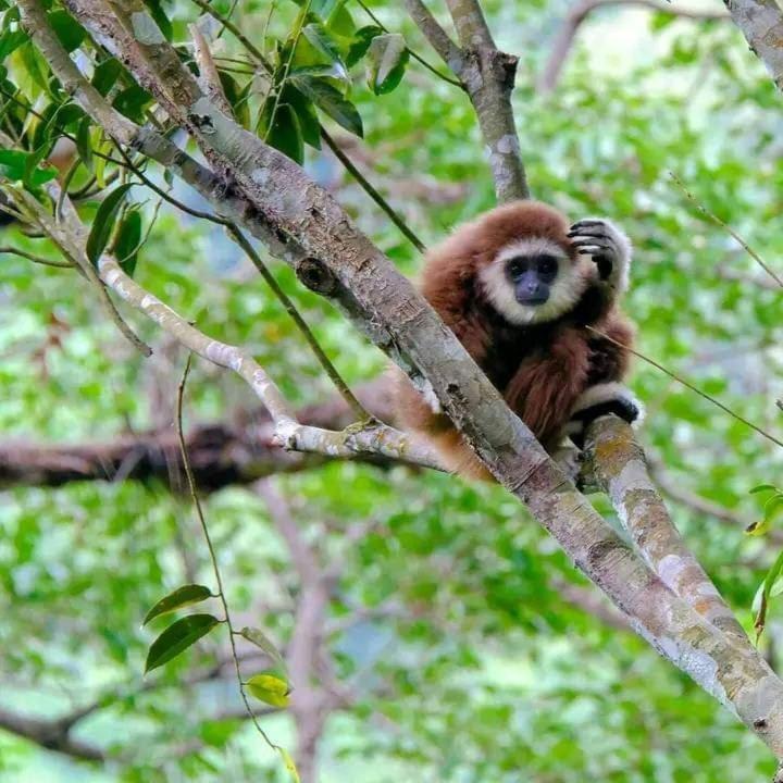 Eco Trekking Lodge, Bar & Jungle Tour'S Bukit Lawang Esterno foto