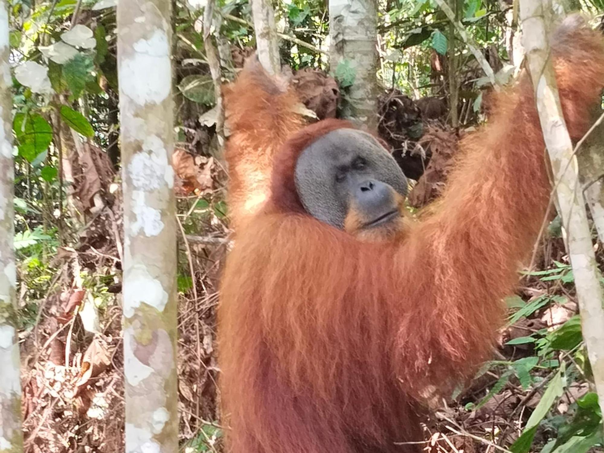Eco Trekking Lodge, Bar & Jungle Tour'S Bukit Lawang Esterno foto