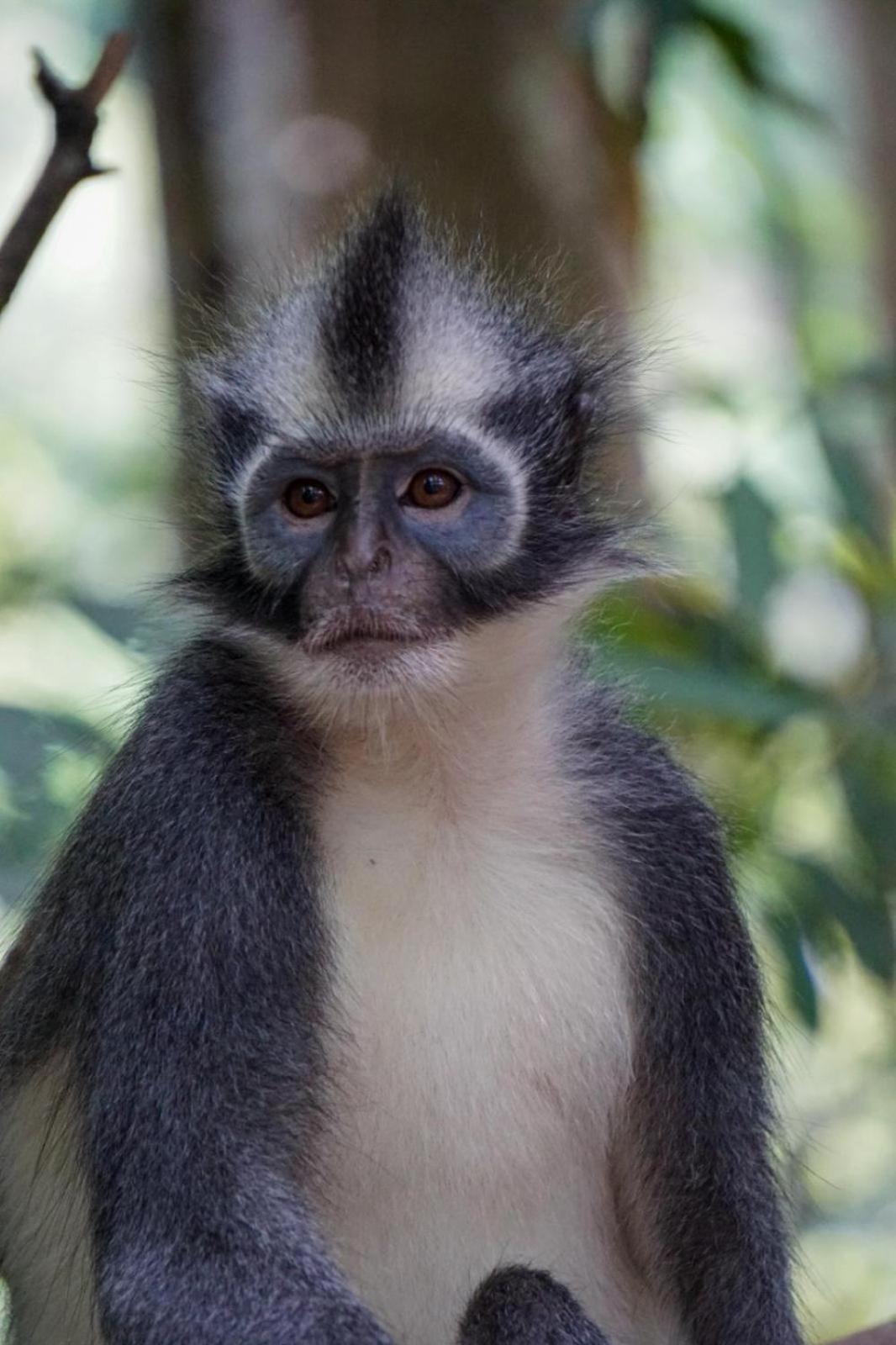 Eco Trekking Lodge, Bar & Jungle Tour'S Bukit Lawang Esterno foto